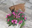 beau_les_fleurs_03_07_2006.JPG