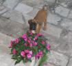 coucou_03_07_2006.JPG