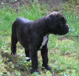 Bagheera_15_mai.jpg