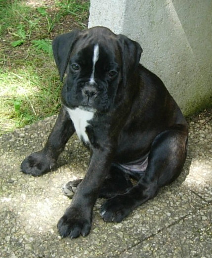 Bagheera_2_28_mai.jpg