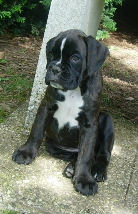 Bagheera_3_28_mai.jpg