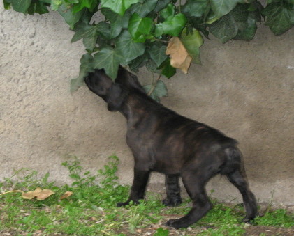 Bagheera_la_chipie.jpg