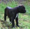 Bagheera_15_mai.jpg