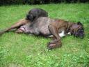Bagheera_embete_Selene