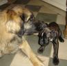 Bagheera_et_sa_nouvelle_copine.jpg