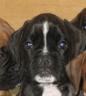 Bagheera_portrait_19_mai.jpg