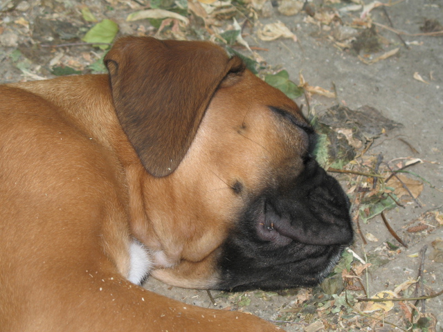 Baika_dodo_2_13_juin.JPG
