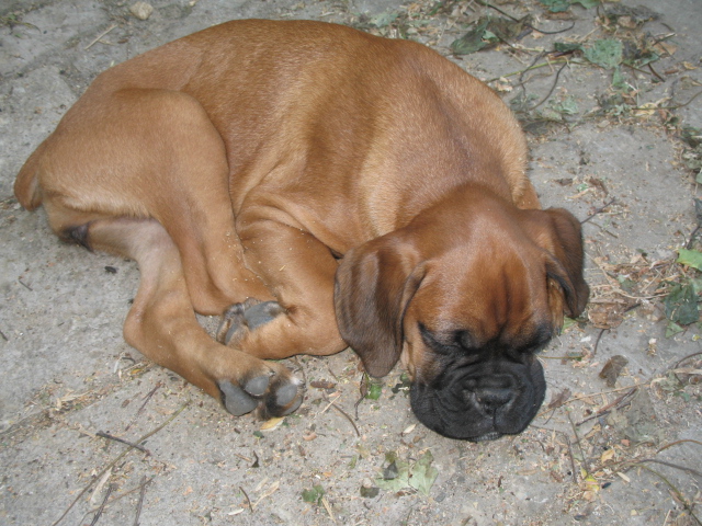 Baika_dodo_3_13_juin.JPG