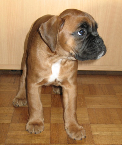 Bambou_29_mai_3.JPG