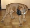 Bambou_29_mai_1.jpg