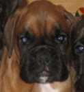 Boreale_portrait_19_mai.jpg