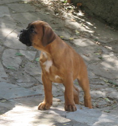 Bruce_10_juin.JPG