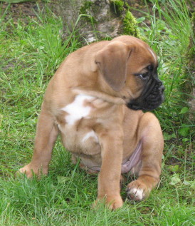 Bruce_27_mai.jpg
