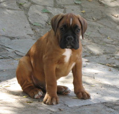 Bruce_2_10_juin.JPG