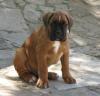 Bruce_2_10_juin.JPG