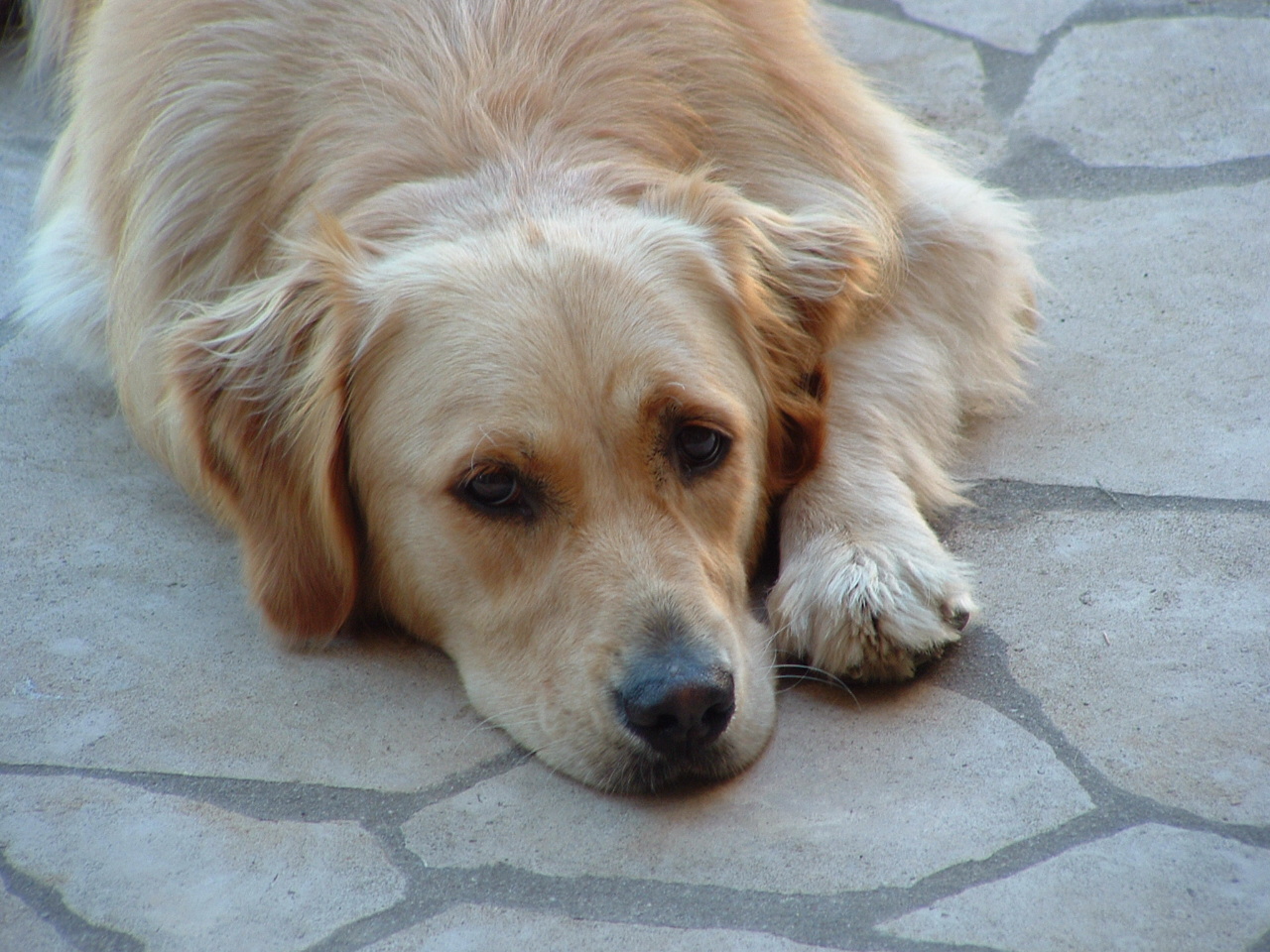 Azure_la_chienne_de_laura.jpg